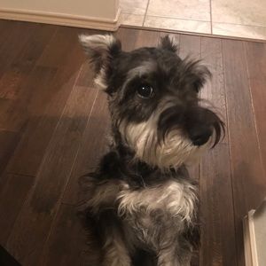 Meet your Posher, Dora